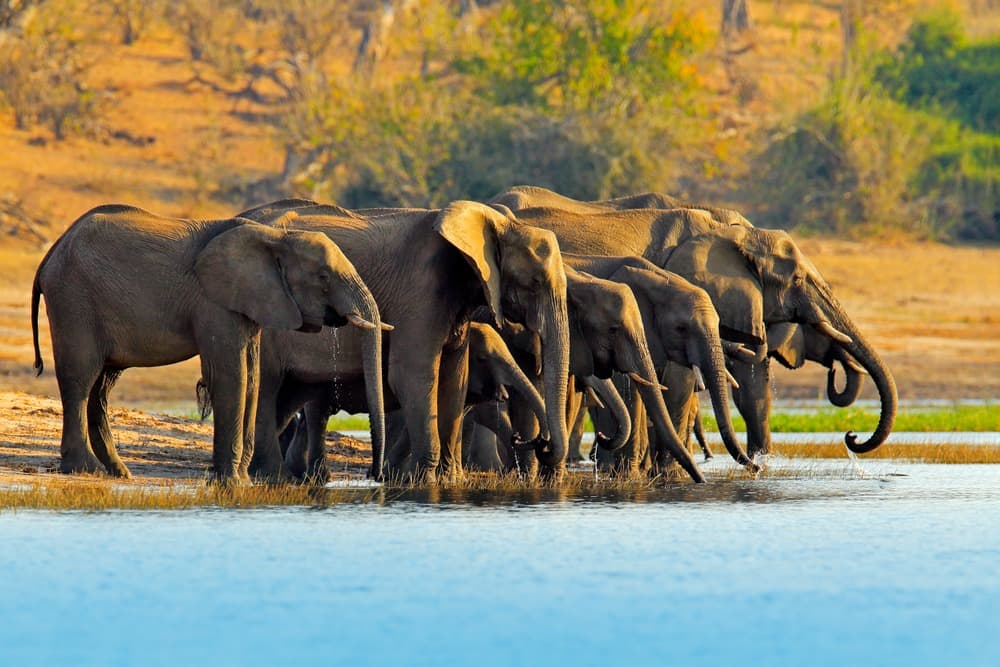 Chobe-Nationalpark