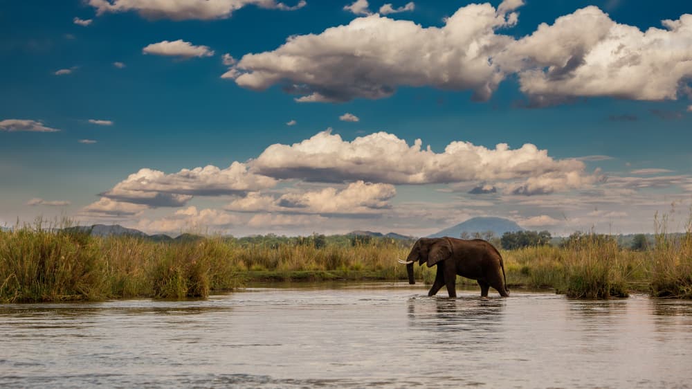 Lower Zambezi Nationalpark